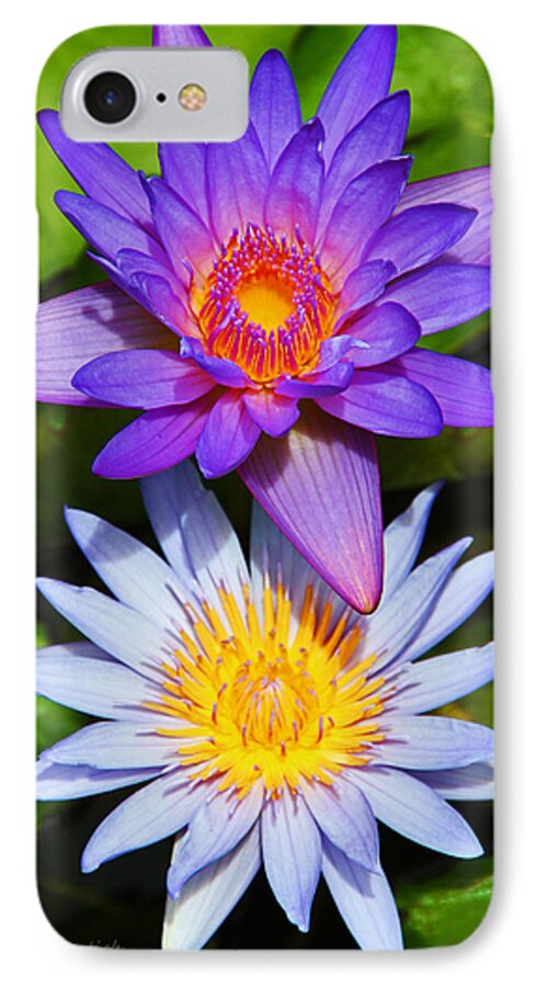 Flowers iPhone 7 Case featuring the photograph Water Lily Blossoms by Kerri Ligatich