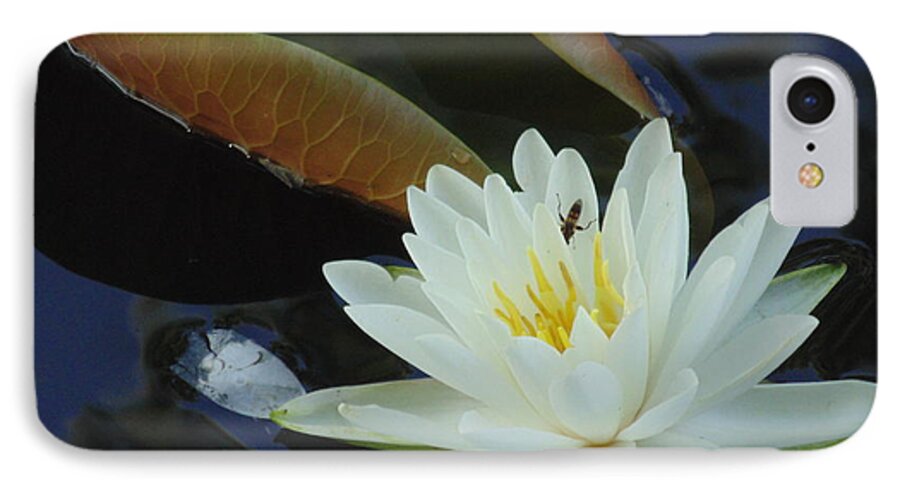 #landscape #water Lily #flower #white Flower Photograph #water Flowers #water Lilies #water Lily Yoga Mat #water Lily Tote Bags iPhone 7 Case featuring the photograph Water Lily by Daun Soden-Greene