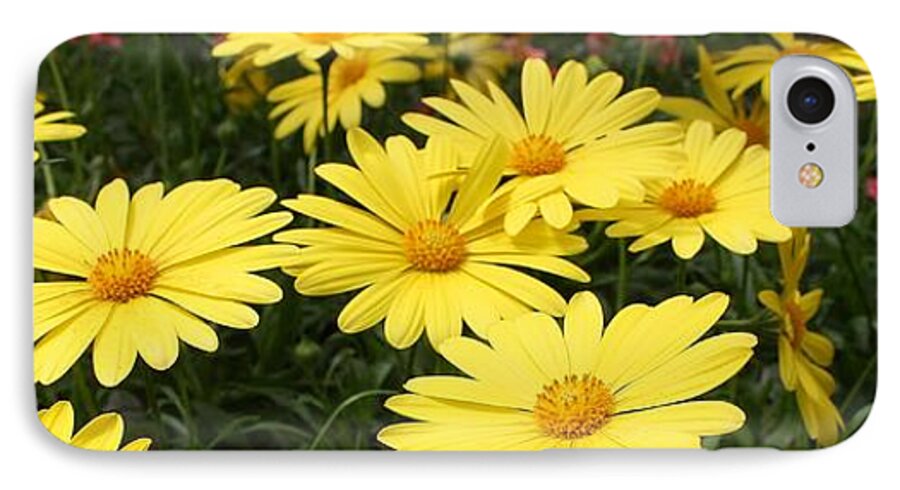 Flora iPhone 7 Case featuring the photograph Waves of Yellow Daisies by Bruce Bley