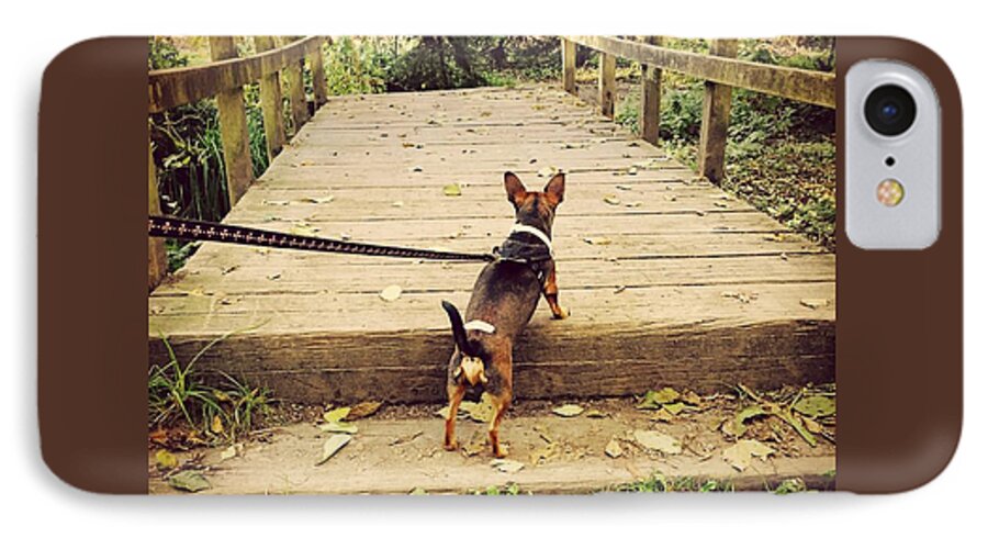 Minpin iPhone 7 Case featuring the photograph We all have our paths by LeLa Becker