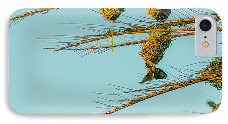 Birds iPhone 7 Case featuring the photograph Weaver Birds by Patrick Kain