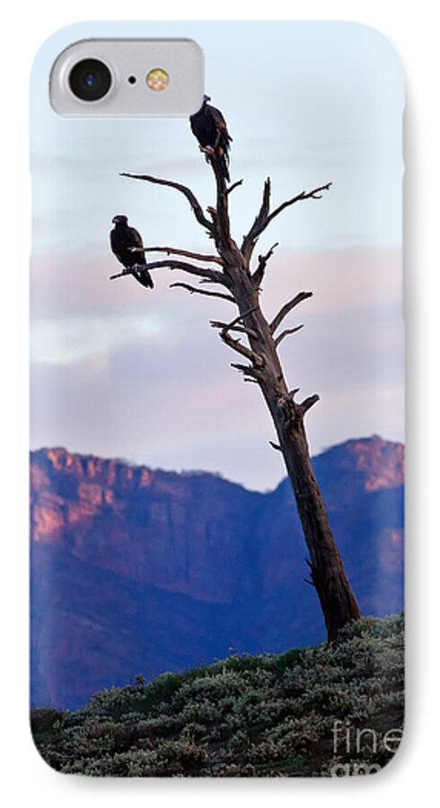 Wedge Tail Eagles Flinders Ranges South Australia Outback Wildlife Pair Perched St Mary Peak Wilpena Pound Bird Birds Australian iPhone 7 Case featuring the photograph Wedge Tail Eagles by Bill Robinson