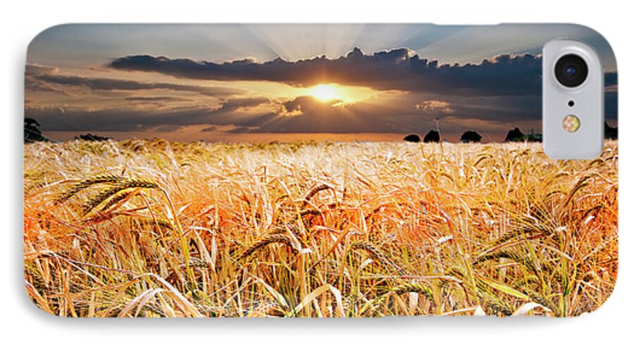 Wheat iPhone 7 Case featuring the photograph Wheat At Sunset by Meirion Matthias