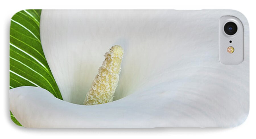 Calla iPhone 7 Case featuring the photograph White Calla by Heiko Koehrer-Wagner