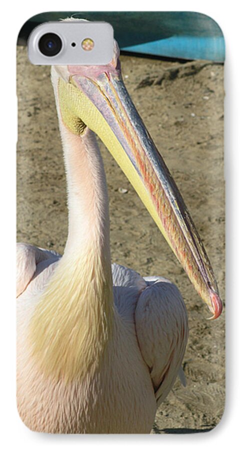White Pelican iPhone 7 Case featuring the photograph White Pelican by Sally Weigand