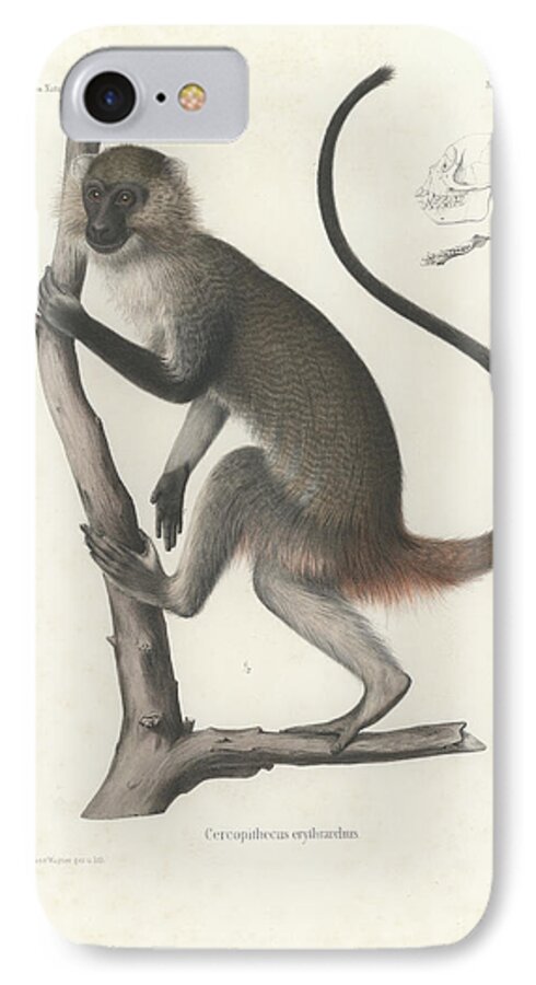 White Throated Guenon iPhone 7 Case featuring the drawing White Throated Guenon, Cercopithecus albogularis erythrarchus #1 by J D L Franz Wagner