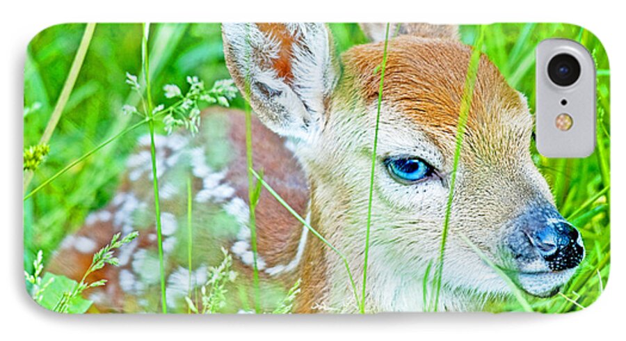 Vulnerable iPhone 7 Case featuring the photograph Whitetailed Deer Fawn by A Macarthur Gurmankin