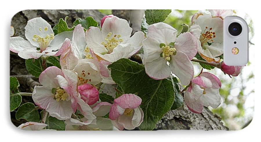 Apple Blossoms iPhone 7 Case featuring the photograph Wild Apple Blossoms by Angie Rea