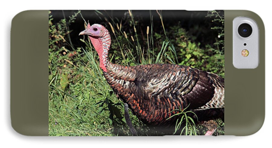 Wild Turkey iPhone 7 Case featuring the photograph Wild Turkey by Doris Potter