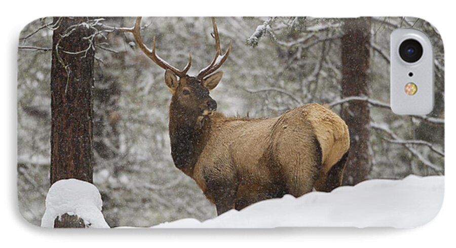Winter iPhone 7 Case featuring the photograph Winter Bull by Douglas Kikendall
