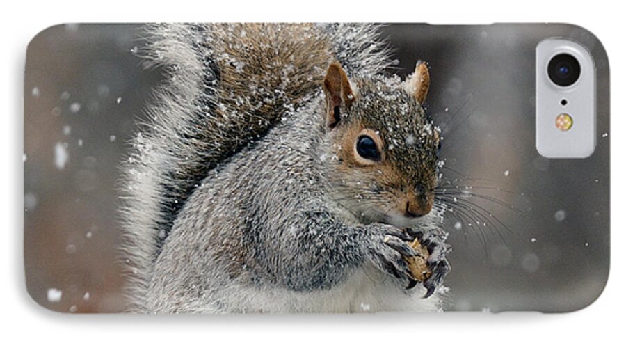 Winter Squirrel iPhone 7 Case featuring the photograph Winter Squirrel by Diane Giurco