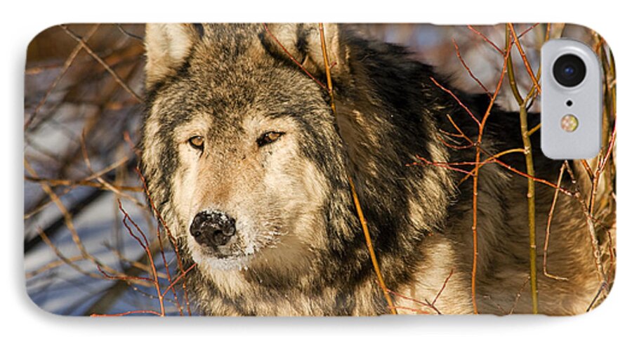 Wolf iPhone 7 Case featuring the photograph Wolf in Brush by Scott Read