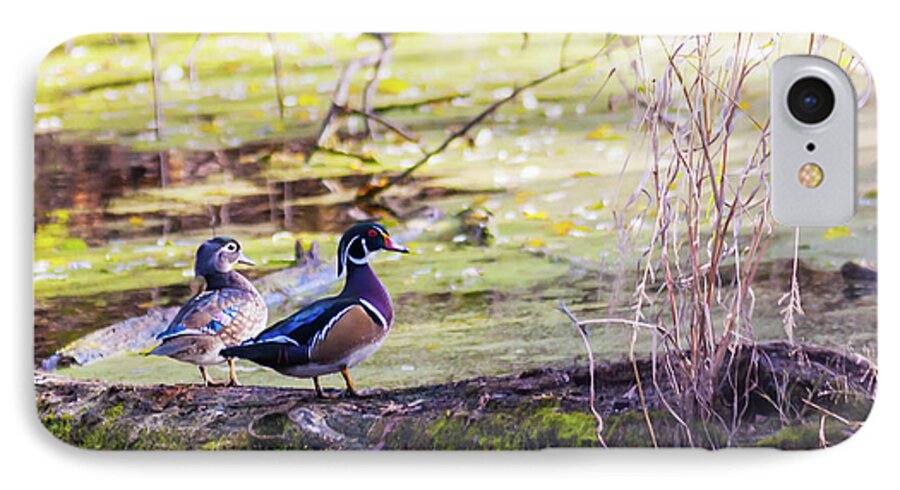 Heron Heaven iPhone 7 Case featuring the photograph Wood Duck Couple by Ed Peterson