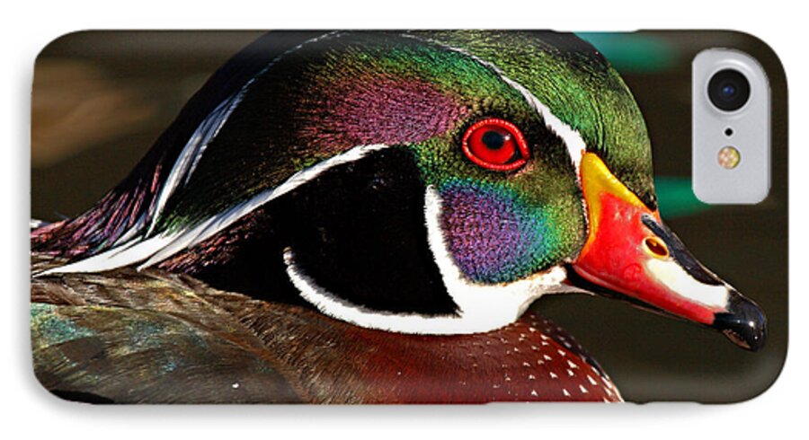 Wood Duck iPhone 7 Case featuring the photograph Wood Duck Courtship Colors by Max Allen