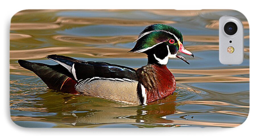 Wood Duck iPhone 7 Case featuring the photograph Wood Duck Drake Calling On The Pond by Max Allen