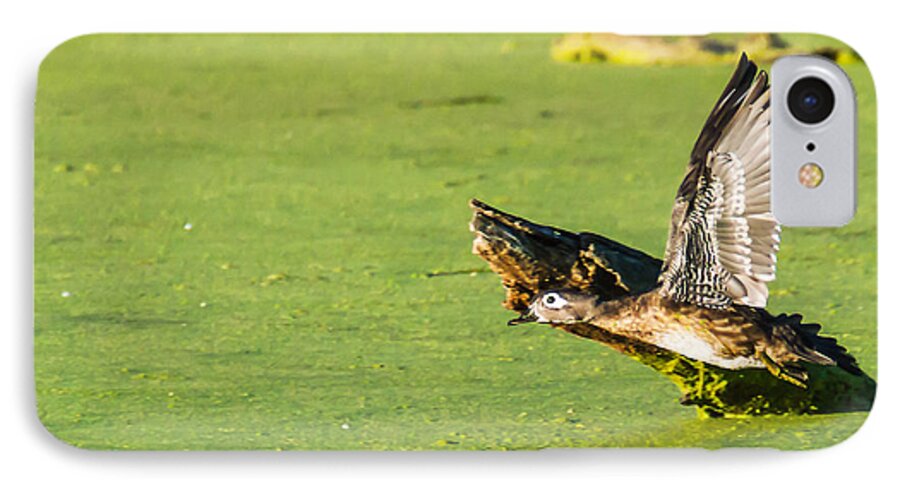 Heron Heaven iPhone 7 Case featuring the photograph Wood Duck Hen Takes Flight by Ed Peterson