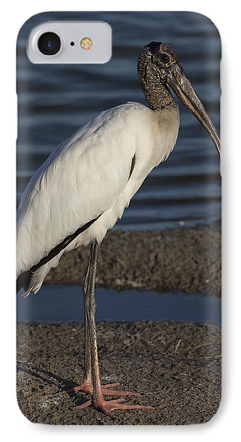 Wood iPhone 7 Case featuring the photograph Wood Stork in the final light of day by David Watkins