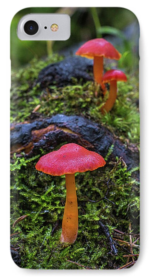 Bill Pevlor iPhone 7 Case featuring the photograph Woodland Floor Decor by Bill Pevlor