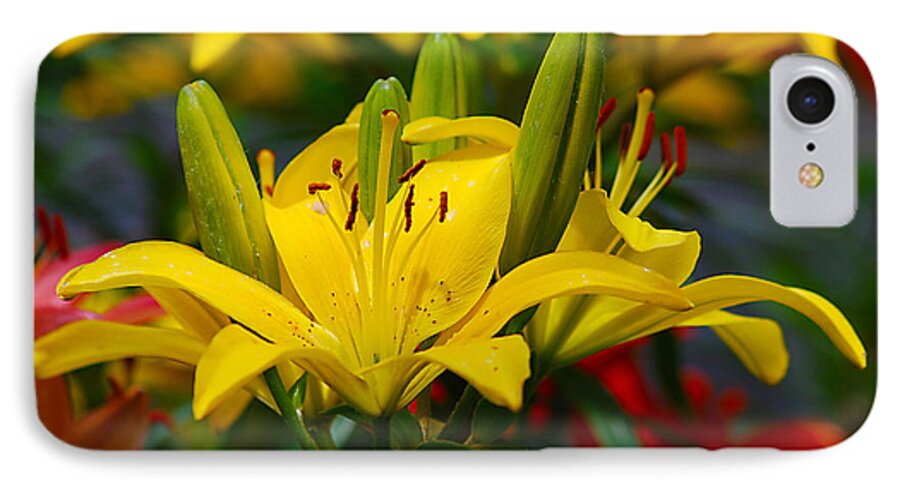 Yellow iPhone 7 Case featuring the photograph Yellow Day Lily 20120614_55a by Tina Hopkins