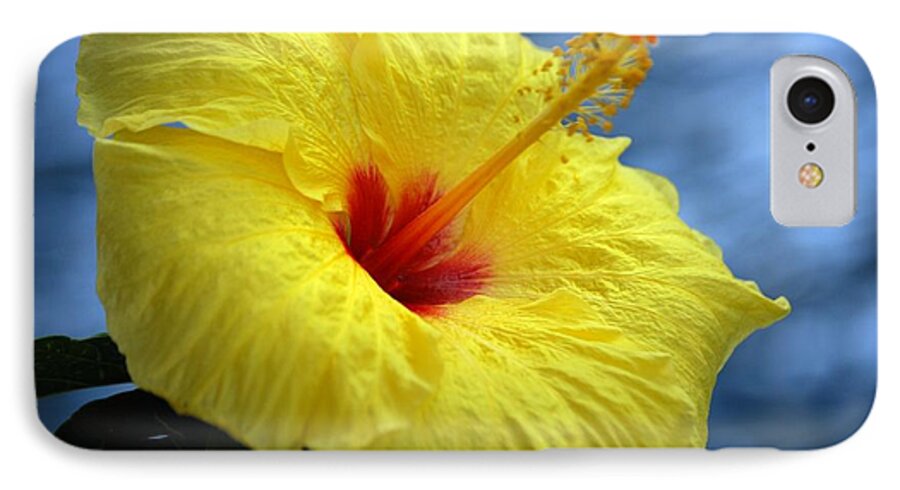 Yellow iPhone 7 Case featuring the photograph Yellow Hibiscus by Debbie Karnes