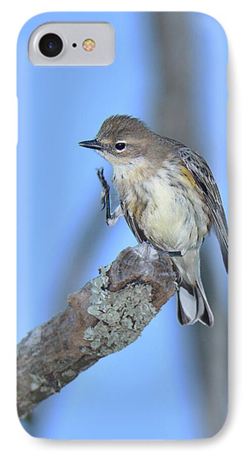 Bird iPhone 7 Case featuring the photograph Yellow-Rumped Warbler Itch by Alan Lenk