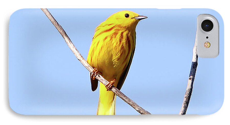 Yellow Warbler iPhone 7 Case featuring the photograph Yellow Warbler #1 by Marle Nopardi