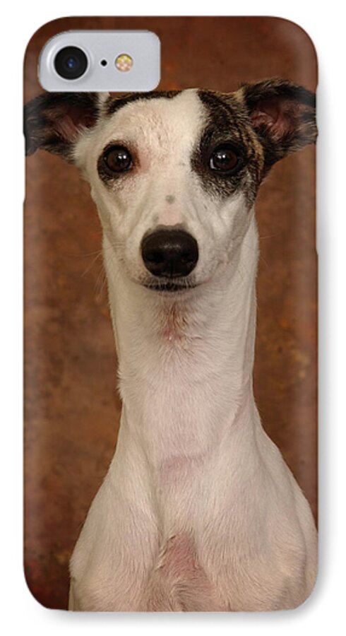 Whippet iPhone 7 Case featuring the photograph Young Whippet by Greg and Chrystal Mimbs