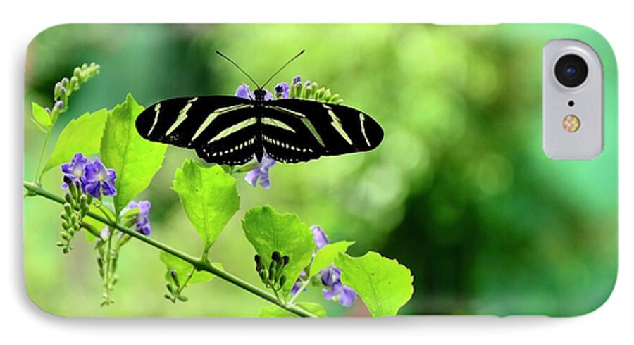 Butterfly iPhone 7 Case featuring the photograph Zebra Longwing Butterfly by Corinne Rhode