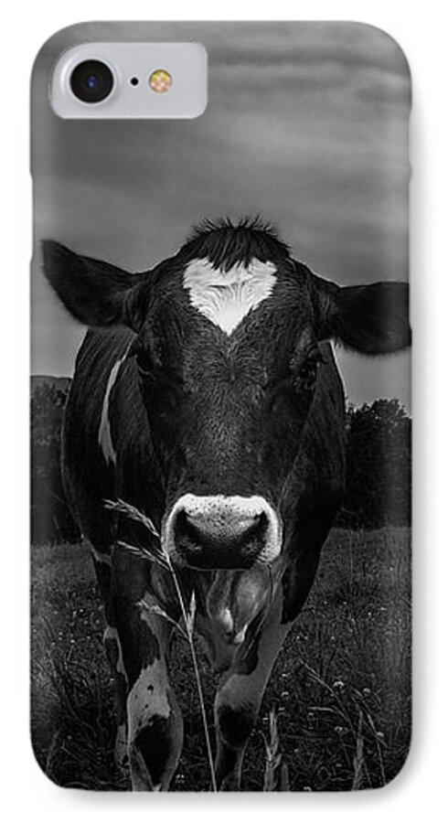 Cows iPhone 7 Case featuring the photograph Cow by Bob Orsillo
