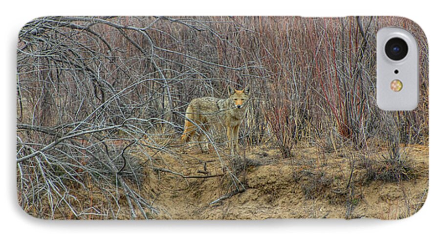 Coyote iPhone 7 Case featuring the photograph Coyote in the Brush by Britt Runyon