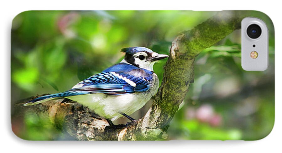 Blue Jay iPhone 7 Case featuring the photograph Spring Blue Jay by Christina Rollo