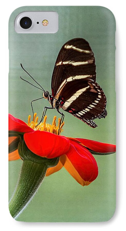 Butterfly iPhone 7 Case featuring the photograph Butterfly Zebra Longwing on Zinnia by Patti Deters