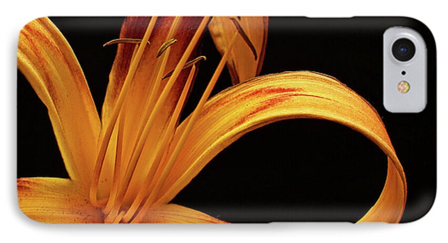 Flower iPhone 7 Case featuring the photograph Colorful Curls by Judy Vincent