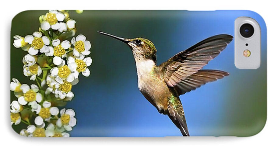 Hummingbird iPhone 7 Case featuring the photograph Just Looking by Christina Rollo