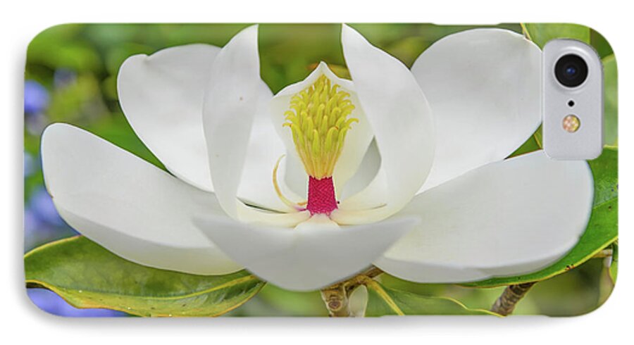 Magnolia iPhone 7 Case featuring the photograph Magnolia flower by Olga Hamilton