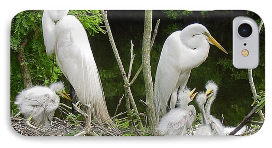 Great White Egret iPhone 7 Case featuring the photograph Mom n Pop n Chicks by Suzanne Gaff