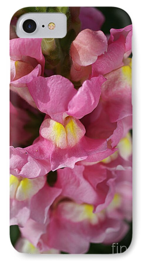 Antirrhinum iPhone 7 Case featuring the photograph Pink Snapdragon Flowers by Joy Watson