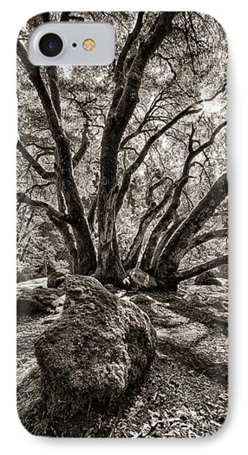  iPhone 7 Case featuring the photograph Shadow Tree by Vincent Bonafede