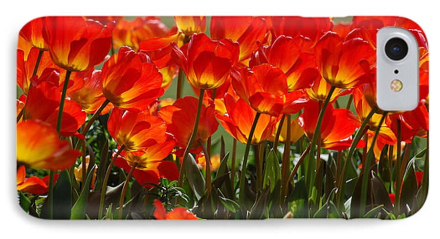 Orange Tulip iPhone 7 Case featuring the photograph Sun-Drenched Tulips by Suzanne Gaff
