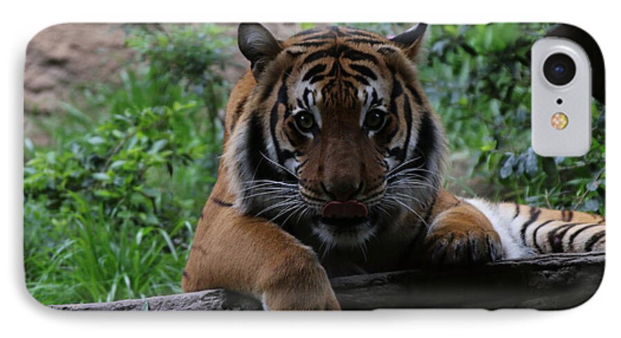 Tiger iPhone 7 Case featuring the photograph Tiger by Edward R Wisell