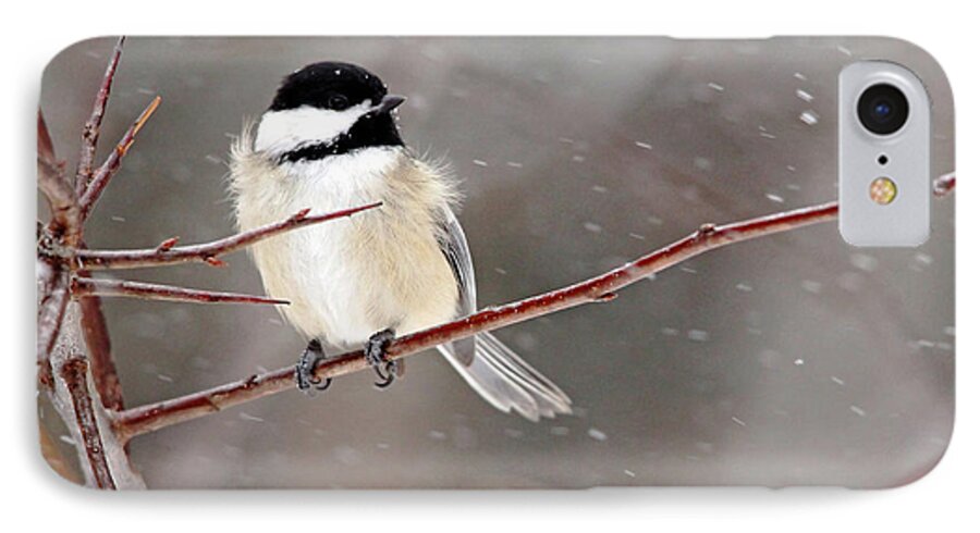 Chickadee iPhone 7 Case featuring the photograph Windblown Chickadee by Debbie Oppermann
