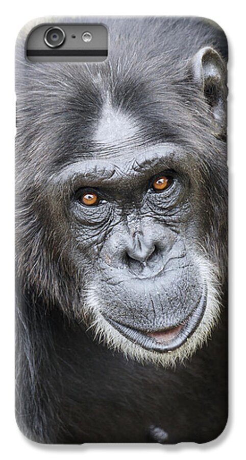 Hiroya Minakuchi iPhone 7 Plus Case featuring the photograph Chimpanzee Portrait Ol Pejeta #2 by Hiroya Minakuchi
