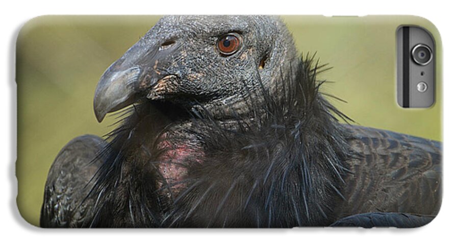 California Condor iPhone 7 Plus Case featuring the photograph Eye Of The Beholder #2 by Fraida Gutovich