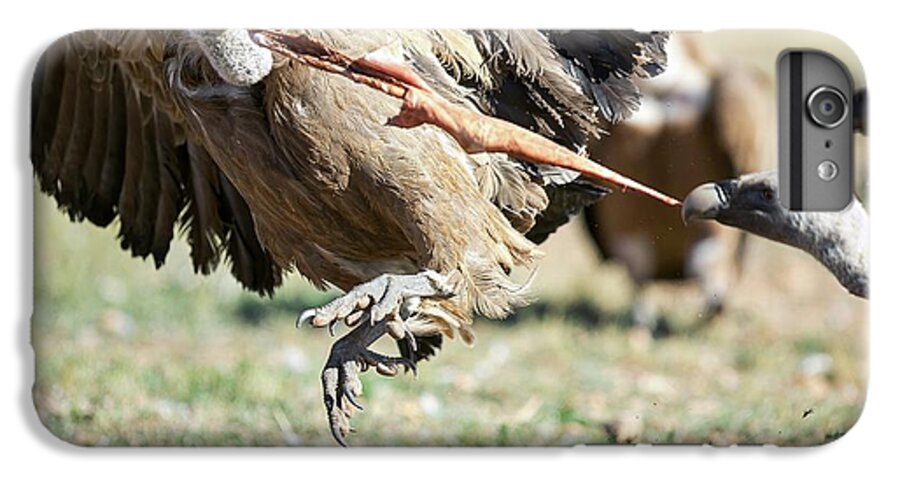 Griffon Vulture iPhone 7 Plus Case featuring the photograph Griffon Vultures Feeding #2 by Nicolas Reusens