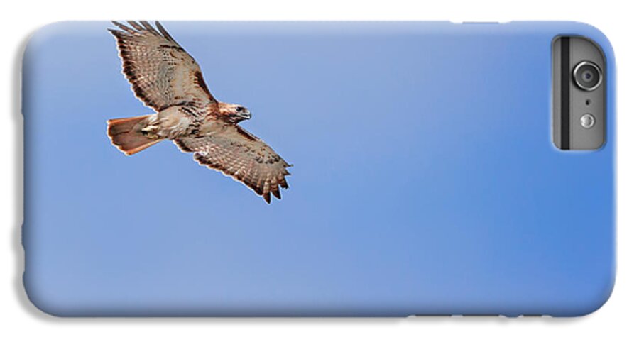 Redtail Hawk iPhone 7 Plus Case featuring the photograph Out Of the Blue #2 by Bill Wakeley