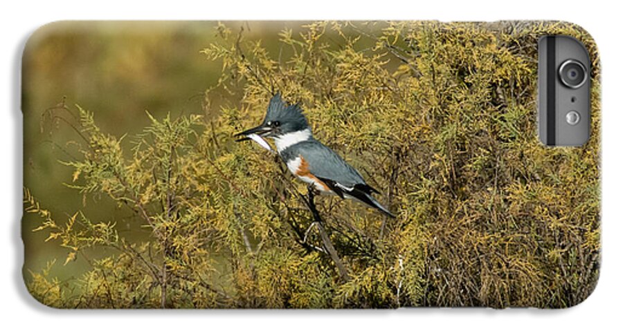 Vertical iPhone 7 Plus Case featuring the photograph Belted Kingfisher With Fish #3 by Anthony Mercieca