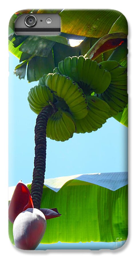 Banana iPhone 7 Plus Case featuring the photograph Banana Stalk by Carey Chen