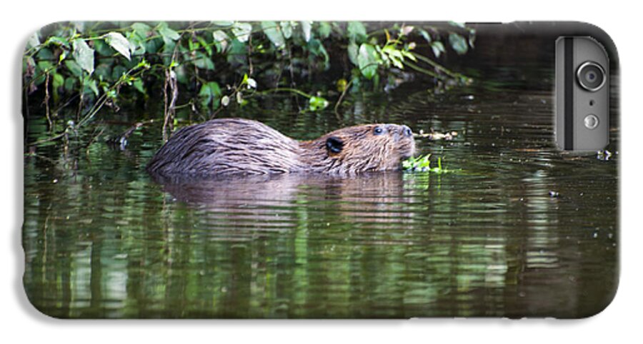 Beaver iPhone 7 Plus Case featuring the photograph beaver swims in NC lake by Flees Photos