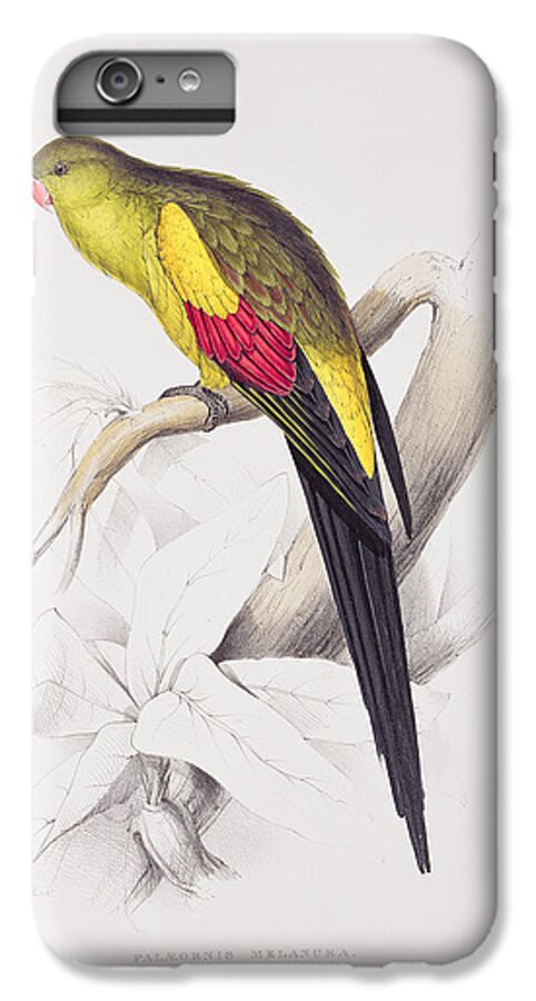 Palaeornis Melanura iPhone 7 Plus Case featuring the painting Black Tailed Parakeet by Edward Lear