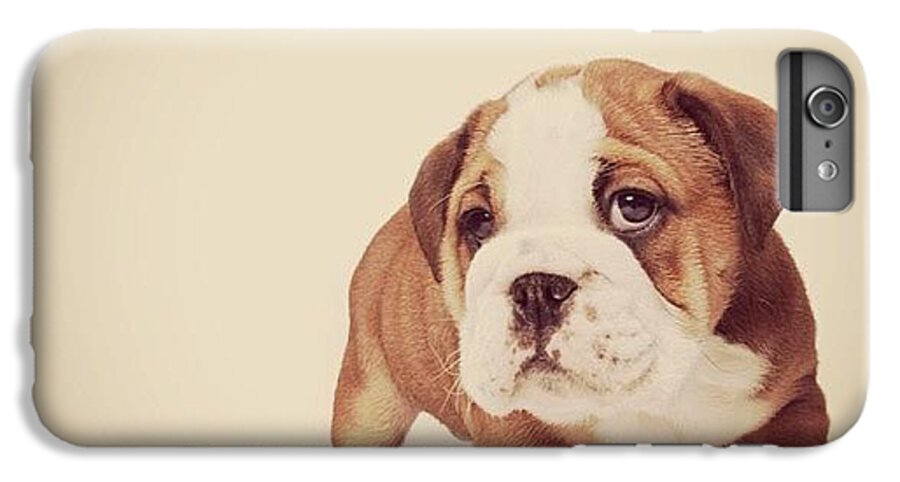  iPhone 7 Plus Case featuring the painting Bulldog Pup by Ritchie Garrod